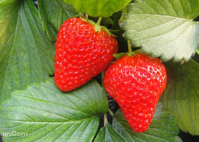 荆州农业科技园