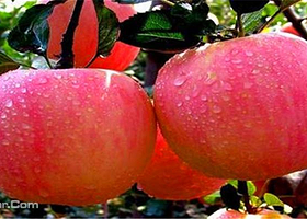 洹水湾生态采摘园