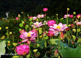 鑫农湖荷花湿地公园