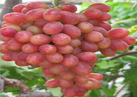 南通晨阳葡萄生态园