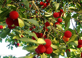 姚瑶岙生态杨梅基地