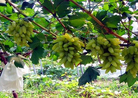 一博阳光葡萄庄园