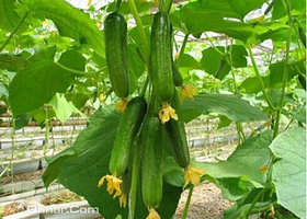 北大荒阿城有机生态园