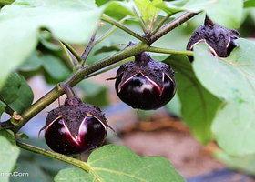 天津宏宇蔬菜草莓采摘