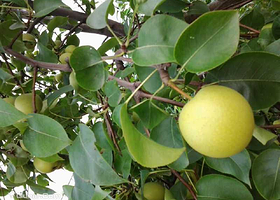 浦田有机生态农业园