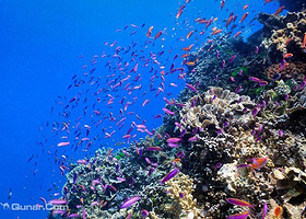 阿金考特大堡礁