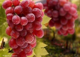 北京黛尔葡萄庄园采摘