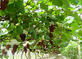 龙泉农业生态园