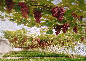 房山玉君采摘园