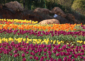 茶陵茶乡花海景区
