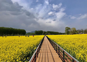 2021北京怪村油菜花节