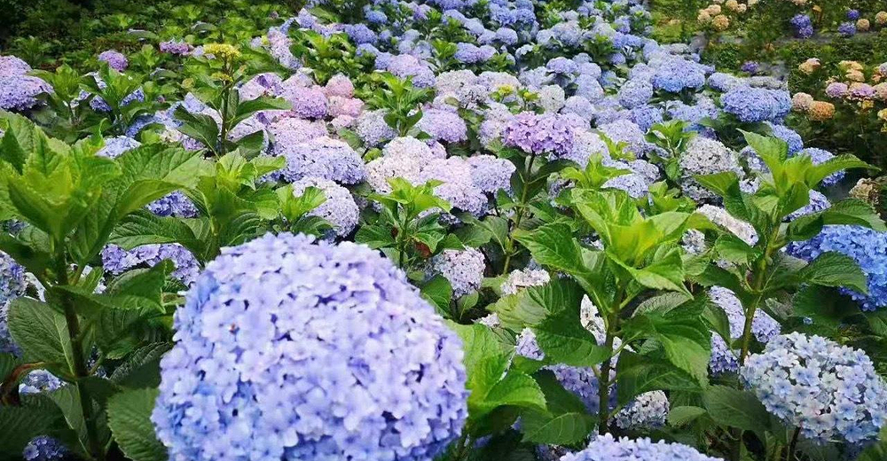 鹿野花塔门票大小同价