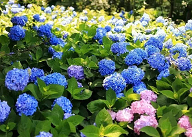 普罗雅庭妖媚花仙谷