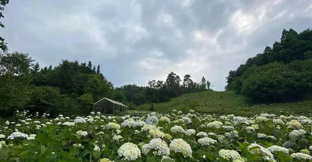 鹿野花塔门票大小同价