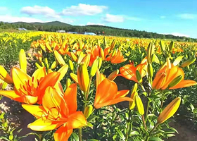 蒙根花万通生态旅游区