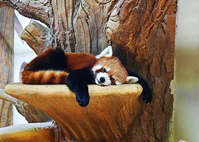 西旅•乐可龙神奇动物城