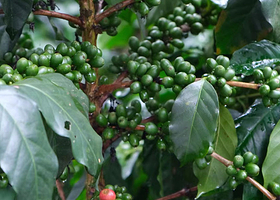 小凹子咖啡庄园