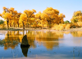 塔里木沙漠胡杨