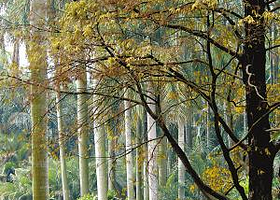 孢子与阴生植物园
