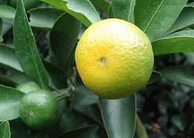 罗里石蜜桔生态园