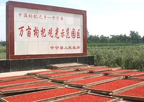 万亩枸杞观光园