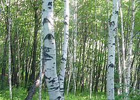 小兴安岭植物园