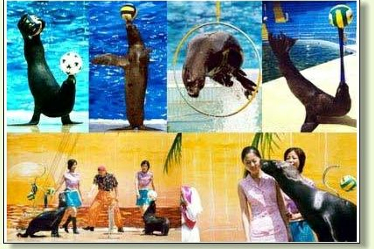 海狮表演馆旅游