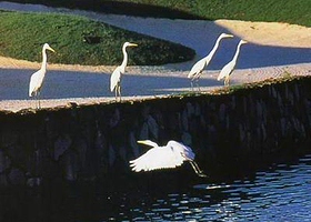 龙海国际乡村俱乐部