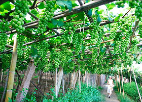 东升茶山农业观光园