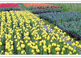 太湖花卉园园张巷基地