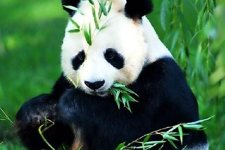 大熊猫生态园旅游