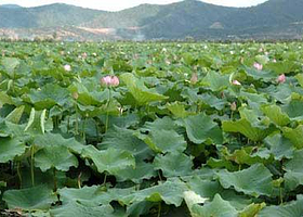 万亩荷花园