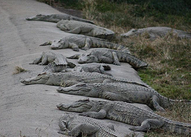 北京鳄鱼湖公园