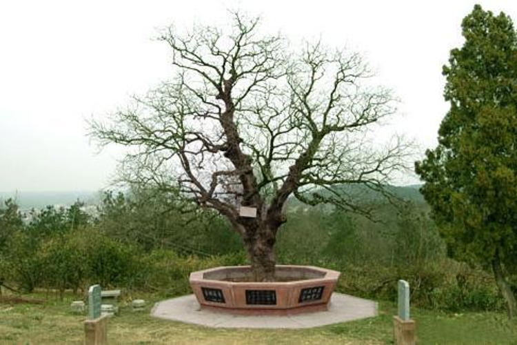 千年古黄连树旅游