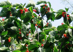 白家疃樱桃采摘园