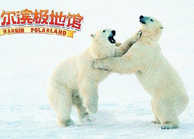 北极动物家园