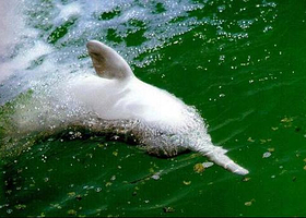 天鹅洲白暨豚保护区