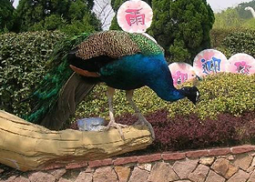孔雀迎宾