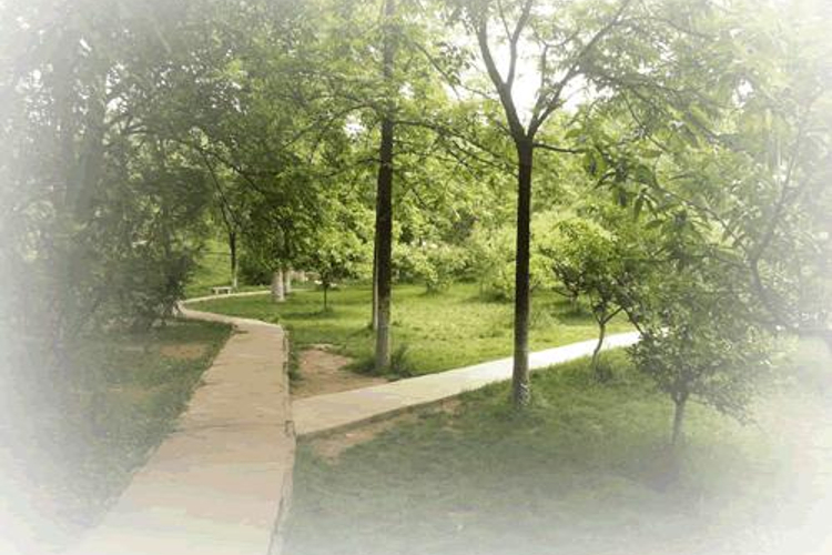 油料植物区旅游