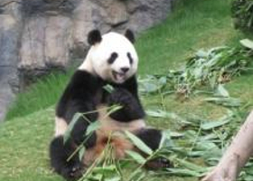 熊猫山庄
