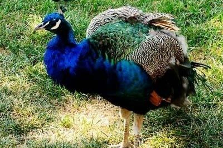 食草动物区旅游