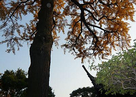 银杏古树