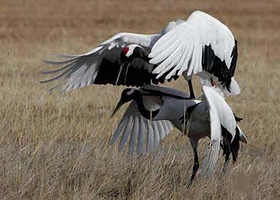 盐城生物圈保护区