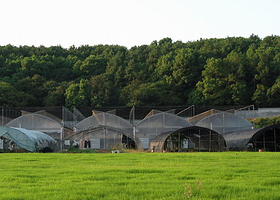 农业产业化花卉基地