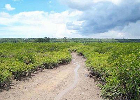 红树林自然保护区