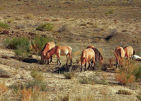 野马饲养放生基地
