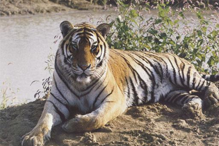 大同东北虎林园旅游