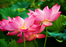 里叶十里荷花景区