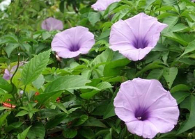 广西现代农业科技示范园