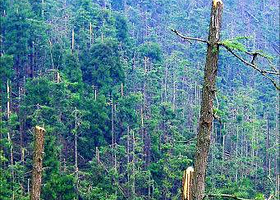大滩次生林自然保护区